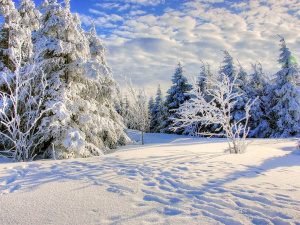 Фото ілюстративне з відкритих джерел     