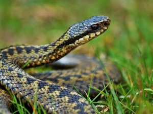Фото пресслужби Дніпропетровської ОВА