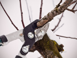 Обрізка взимку: для яких рослин це небезпечно - фото з відкритих джерел