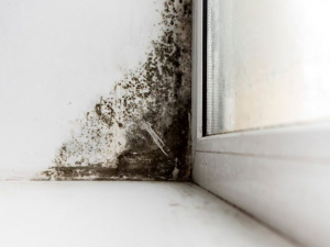 Як позбутися чорної плісняви на пластикових вікнах: корисні поради