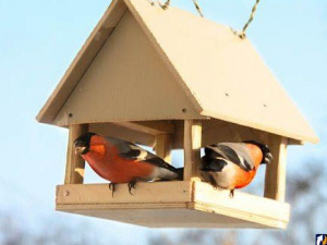 Годівничка з птахами - фото з відкритих джерел