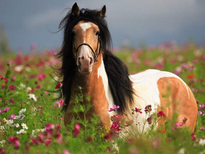 Фото з відкритих джерел