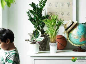 Щоб дитина була здоровою: топ-5 корисних кімнатних рослин для дитячої кімнати