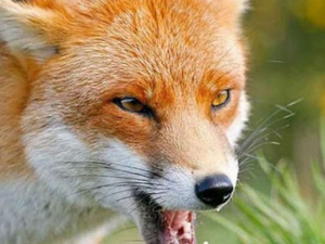 Фото с сайта Карповской территориальной громады