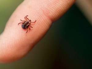 Фото із мережі Інтернет