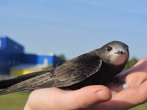 Фото з відкритих джерел