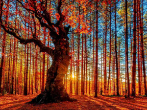 Фото з відкритих джерел    