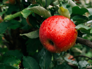 Як отримати рясний та якісний урожай - фото з відкритих джерел