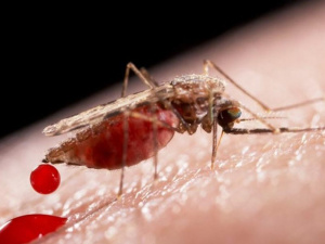 малярія в Україні, фото з відкритих джерел 