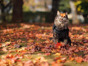 Фото з відкритих джерел