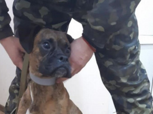 Фото: Центр поводження з тваринами