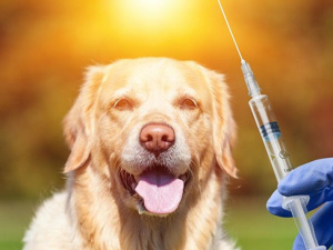 Фото із мережі Інтернет