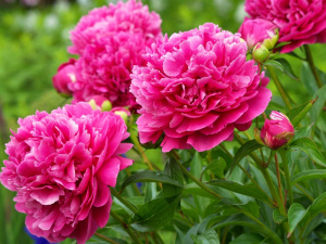 Півонії, а не піони - фото з відкритих джерел