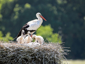 Чому Грицик вигнав Катрусю і що приховує природа - фото з відкритих джерел