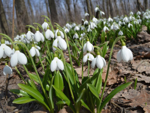 Можна тільки милуватись: криворіжцям нагадали про заборону зривати, викопувати та продавати первоцвіти