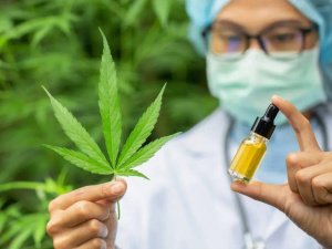 Володимир Зеленський підтримав легалізацію медичного канабісу в Україні