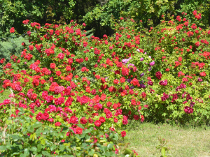 Королева квітів – троянда: у Кривому Розі запрошують до ботанічного саду