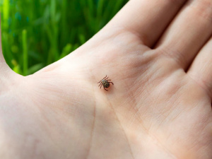Фото з відкритих джерел