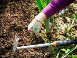 Весняні роботи на городі: з чого почати