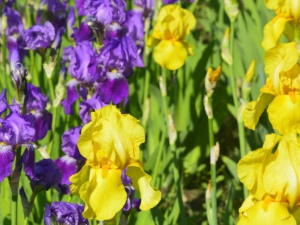 Фото: Криворізький ботанічний сад