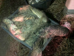 На Криворіжжі правоохоронці викрили браконьєра: зловмисник наловив риби на 150 тисяч гривень