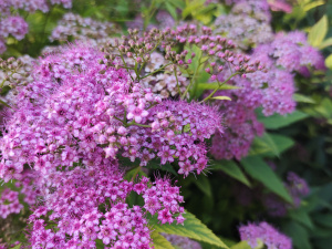 Фото редакції krivbass.city