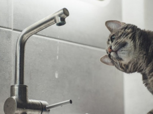 Фото з відкритих джерел