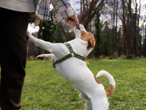 Чому собака ігнорує команди - фото з відкритих джерел