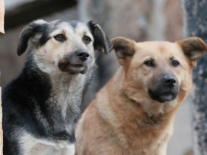 Фото із мережі Інтернет