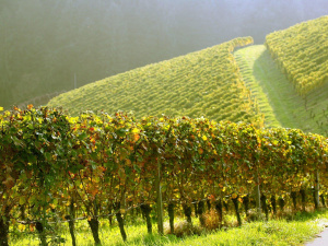 Чи можна садити разом різні сорти винограду - фото з відкритих джерел