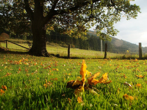 Фото з відкритих джерел
