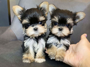 Вибираємо ім’я для кота чи собаки - фото з відкритих джерел