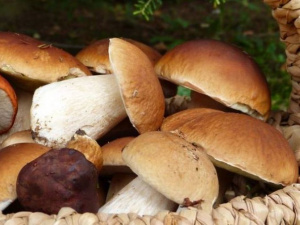 «Тихе полювання»: як не отруїтися грибами (КОРИСНО)