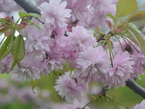 Криворіжців запрошують до ботанічного саду помилуватися сакурами та мигдалями: як це зробити