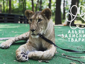 Роки боротьби не пройшли повз: у Кривому Розі левицю Еліну вилучать у власника