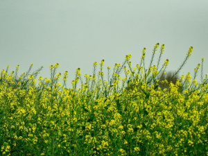 Що любить земля після картоплі: поради для дачників - фото з відкритих джерел