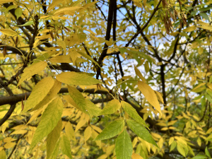 Мінливий і непередбачуваний жовтень: синоптики розповіли якою буде погода протягом місяця