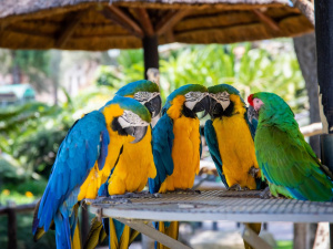 Які птахи можуть копіювати людські звуки - фото з відкритих джерел