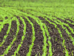 Фото із мережі Інтернет