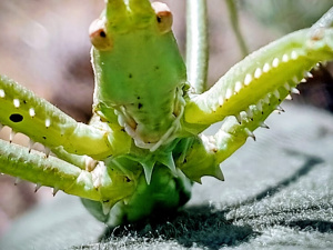 Фото Світлани Кияк