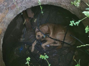 Фото: Криворізьке міське управління ГУ ДСНС України у Дніпропетровській області