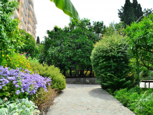 Які дерева не варто садити на дачі - фото з відкритих джерел