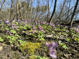 Аномально теплий початок квітня: прогноз погоди на тиждень 1-7 квітня