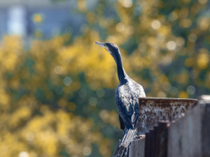 Фото з відкритих джерел