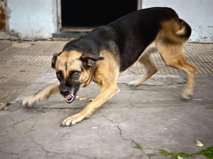 Фото з відкритих джерел