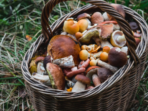 Фото із мережі Інтернет