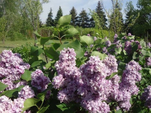 Фото facebook/ Криворізький ботанічний сад