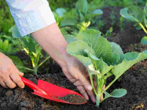 Висаджування розсади капусти - фото з відкритих джерел