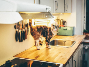 Як відучити кота лазити по столах: корисні поради для котолюбів
