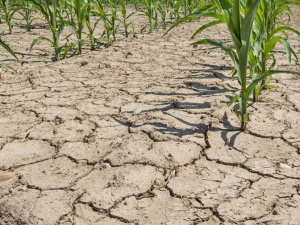 Фото из сети Интернет